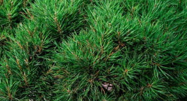 Balzámová jedle - atraktivní jehličnatá kultura